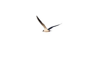 Obraz premium Seagull in flight isolated at white