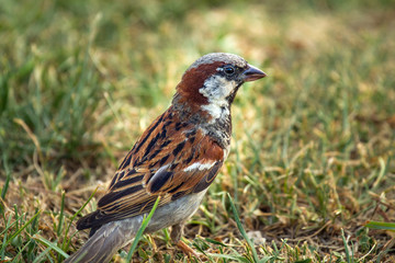 Sparrow Posing standing on grass,  close up portrait