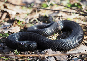 Snake black laying at the green grass  hunting attack