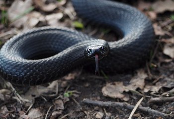 Snake black laying at the green grass attack