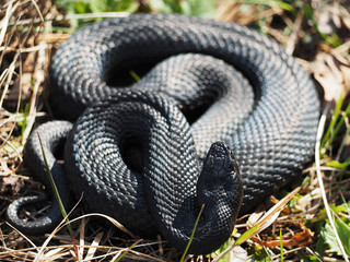 Snake black laying at the green grass top view