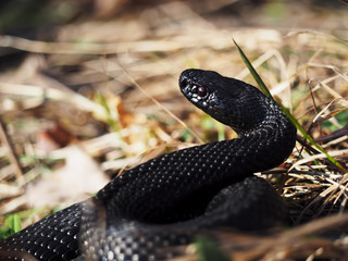 Snake black laying at the green grass with red eyes