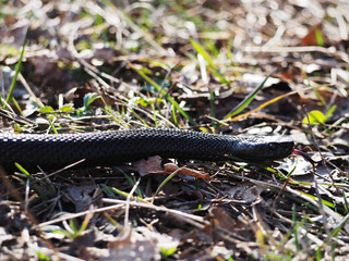 Obraz premium Snake black laying on the grass