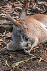 Kangaroo with natural background in Perth