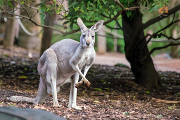 Naklejka na ściany i meble Kangaroo with natural background in Perth
