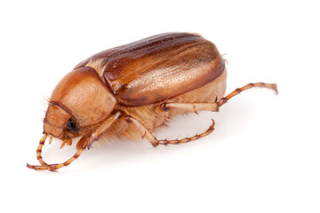 May beetle or Cockchafer or Melolontha isolated on white background