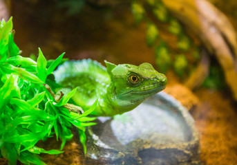 The green lizard in a terrarium at resort Vinpearl