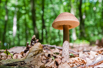 Edible brown mushroom - Leccinum scabrum