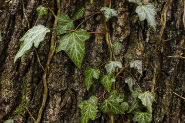 climbing ivy in the bark of a tree