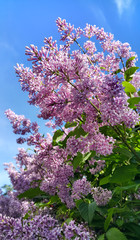 Obraz premium Spring branches with blossoming lilac flowers