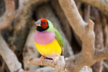 The Gouldian finch or Erythrura gouldiae, male, aka the Lady Gouldian finch, Goulds finch or the...