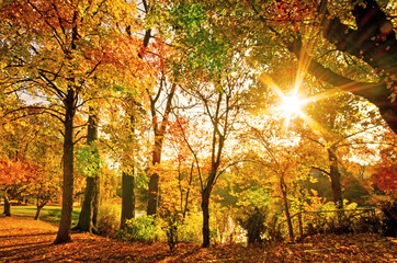 Invitation to dream, silence, relation, timeout, happiness: wonderful day in autumn forest :)