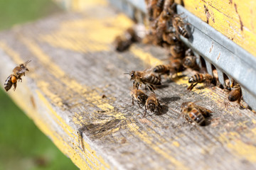 The bees at front hive entrance close-up