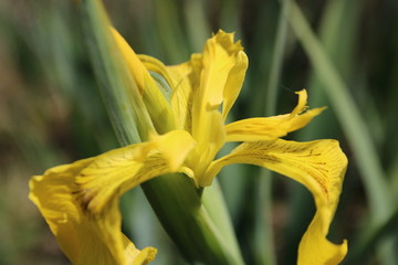 iris jaune