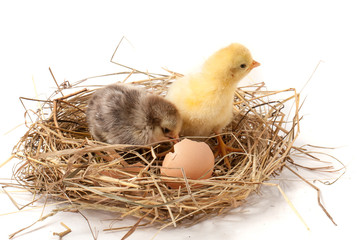 Naklejka na ściany i meble two baby chicken with broken eggshell in the straw nest on white background