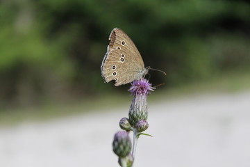 Butterfly on a Flower