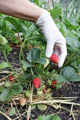 Fototapeta premium Hand in glove and berry on a bush of a strawberry