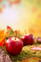 Autumn nature still life in bright light © sara_winter