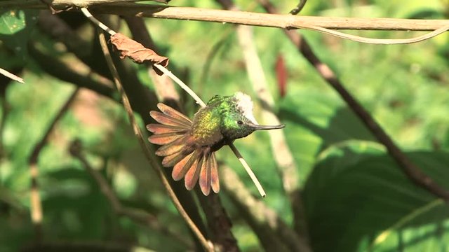Exotic colorful bird starring into the camera