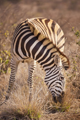 Fototapeta na wymiar Grazing Burchell's zebra in Kruger National Park, South Africa