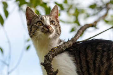 cat is hanging on the tree and hunting in summer outdoors