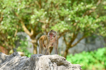 Monkey,  natural background,
