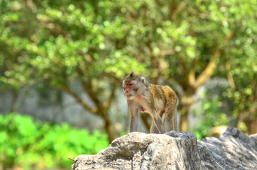 Wildlife monkey in green nature