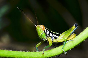 Wildlife grasshopper in green