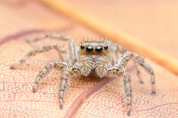Macro jumping spider on leaf in garden
