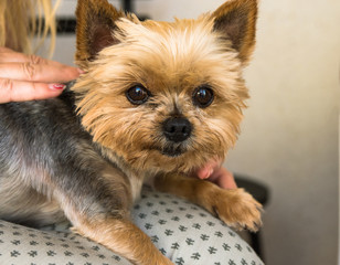 Yorkshire terrier sitting on woman's lap, cute face, sweet expression, eyes looking in camera, close up