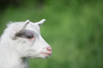 Naklejka na ściany i meble Portrait of a white goat