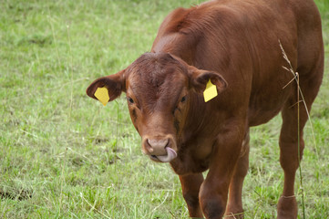 Obraz na płótnie Canvas cattle cow angus bio on a field