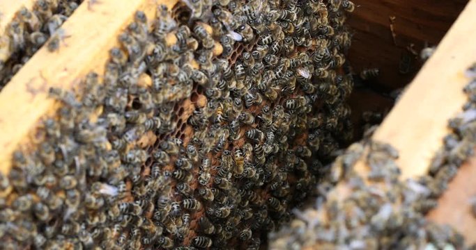 The bee hive is shot close-up in the summer on an apiary