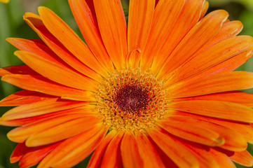 closeup of orange gerbera