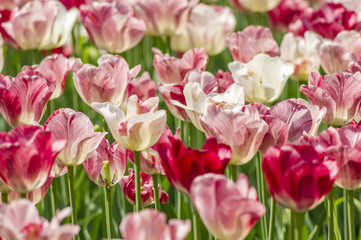 closeup of white and pink tulips. Field of blooming tulips.