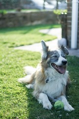 Border Collie, Sunset