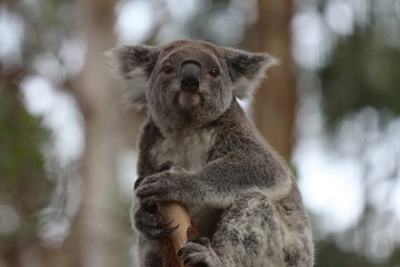 Koala