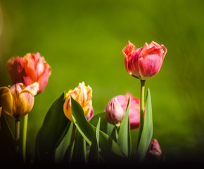 Fototapeta premium Tulip