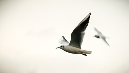 Seagull