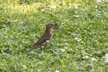 Singdrossel, Turdus philomelos sitzt im Gras