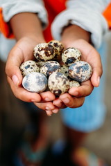 Quail eggs in hand close-up. Eggs quail