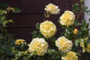 Gelbe Rosen im Garten