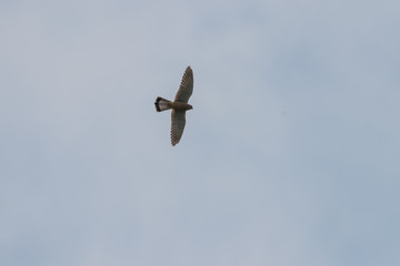Turmfalke, Weibchen beim Rüttelflug