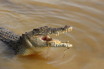 Saltwater Crocodile