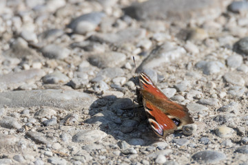 Tagpfauenauge, Schmetterling sitzt am Weg