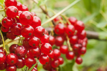 Redcurrant fruit on the bush. Harvest of ripe fluffy redcurrant. Red fruits on a green background.
