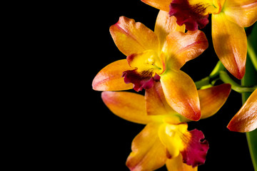 Streaked orchid flowers. Beautiful orchid flowers on black background
