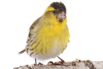 male siskin