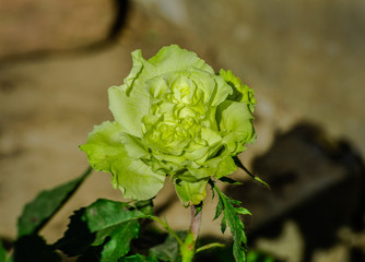Obraz na płótnie Canvas Green rose in a garden close up. Close up of fresh green rose in garden as a background.