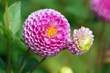 Foto auf Acrylglas Dahlie rosa Dahlienblüte im Sommer Herbstzeit